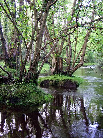 File:Alder trees beaulieu river fawley ford.jpg