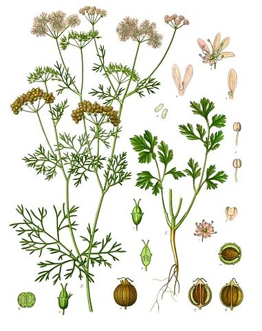 File:Coriandrum sativum - K&ouml;hler&ndash;s Medizinal-Pflanzen-193.jpg