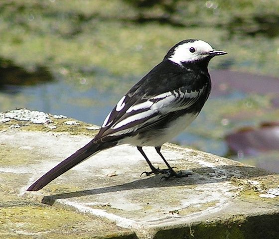 File:Pied Wagtail rear view 700.jpg