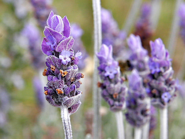 File:Single lavendar flower02.jpg