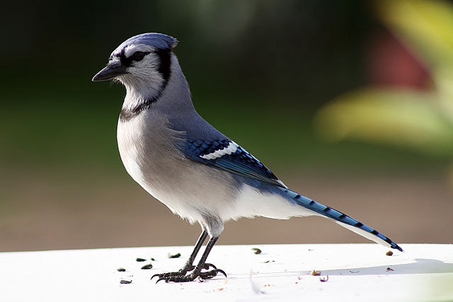 File:Bluejay (Cyanocitta cristata) (1547) - Relic38.jpg