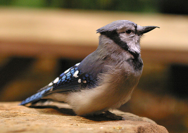 File:Blue jay national aviary.jpg