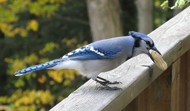 File:Blue Jay with Peanut.jpg