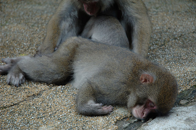 File:Japanese Macaques sleeping.JPG