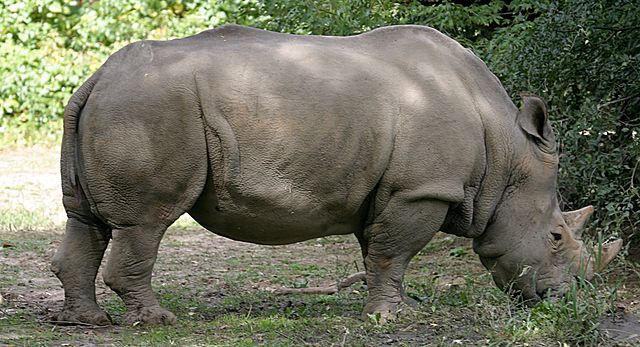 File:White Rhinoceros.jpg