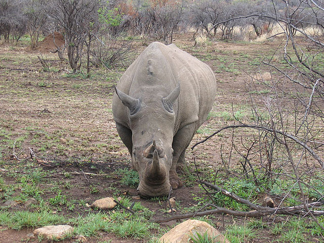 File:White rhino front.jpg
