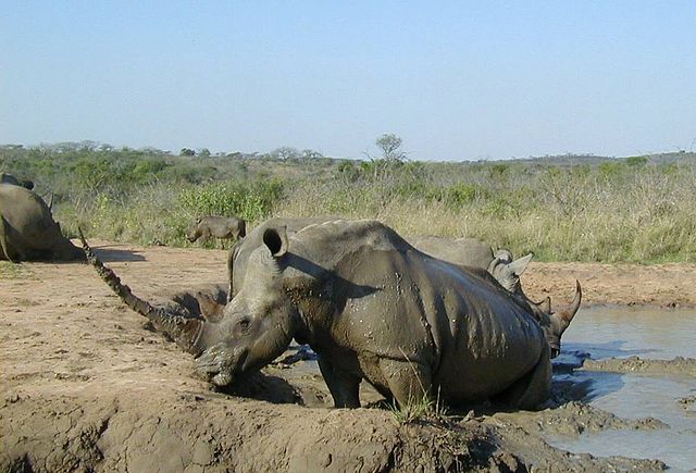 File:White rhinoceros Hluhluwe-Umfolozi.jpg