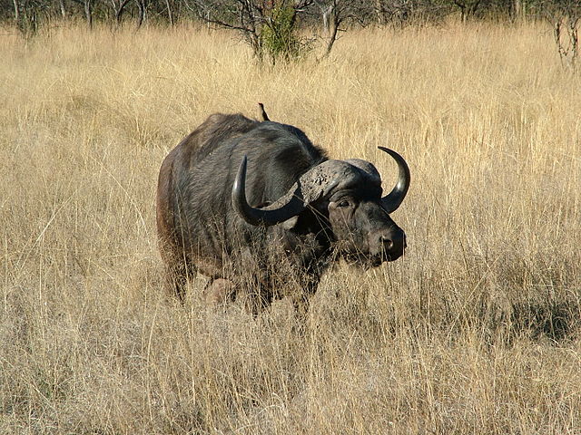 File:African Buffalo.JPG