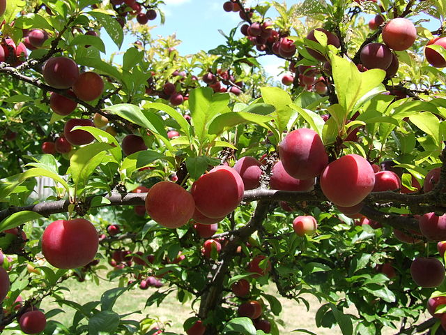 File:Plums on tree.jpg