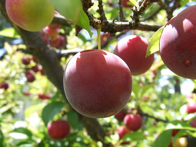File:Red Plums on tree.jpg