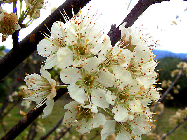 File:Plum flowers.jpg