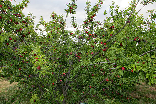 File:Plum tree.jpg