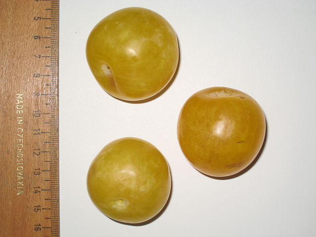 File:Golden Drop.JPG