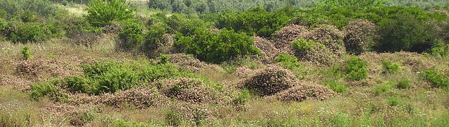 File:Lantana Invasion of abandoned citrus plantation Sdey Hemed Israel.JPG