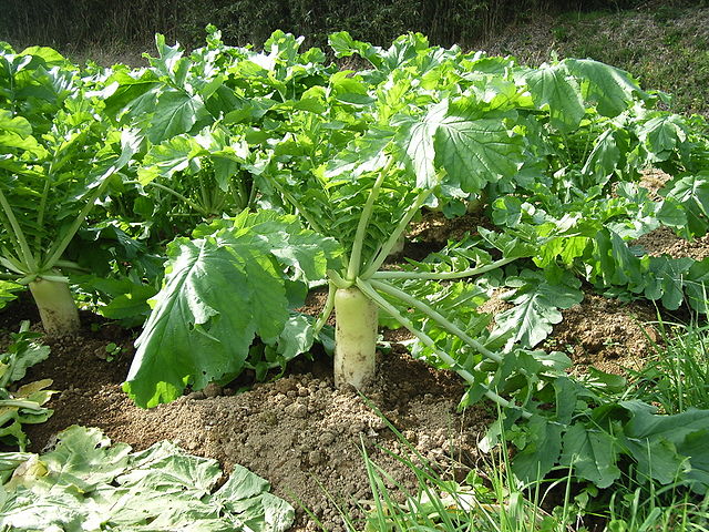 File:Daikon.jpg
