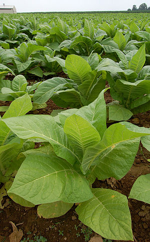 File:Nicotiana Tobacco Plants 1909px.jpg