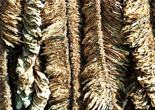 File:Basma-tobacco-drying.jpg