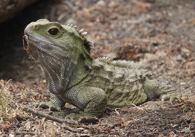 File:Tuatara.jpg