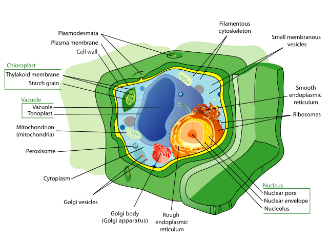 File:Plant cell structure svg.svg