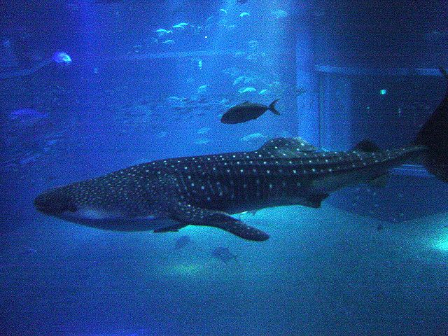 File:Whale Shark at Osaka Aquarium.jpg