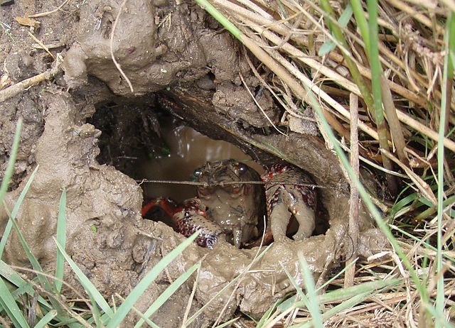 File:Burrowing Crayfish in his burrow.jpg