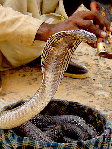 File:Snake in basket.jpg