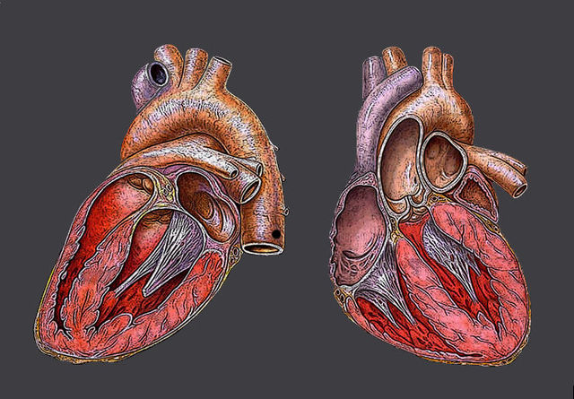 File:Heart.jpg
