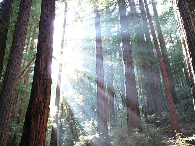 File:Trees and sunshine.JPG