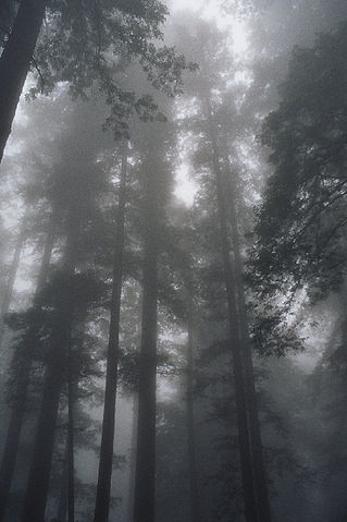 File:030803a redwoodfog.jpg