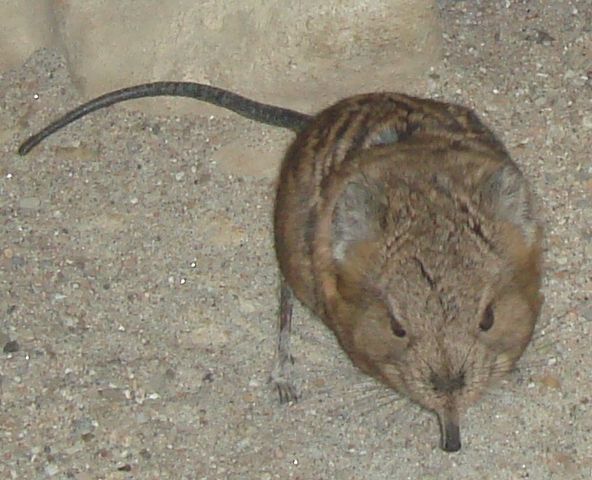 File:Elephantshrew.jpg
