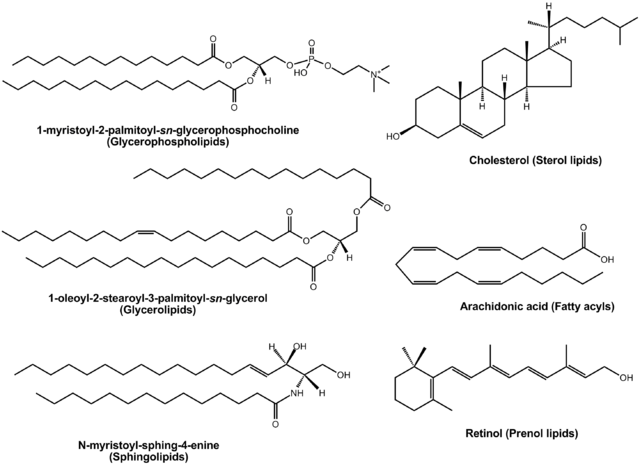 File:Lipid examples.png