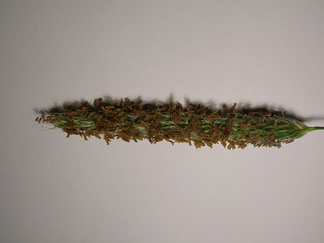 File:Flowering Grass.JPG