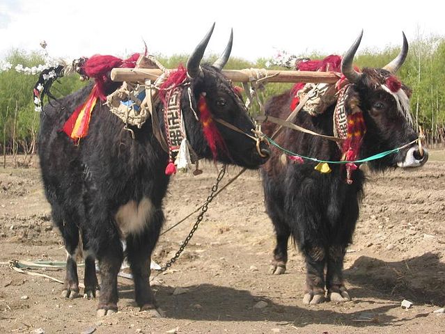 File:In Tibet, yaks are decorated and honored by the families they are part of.jpg