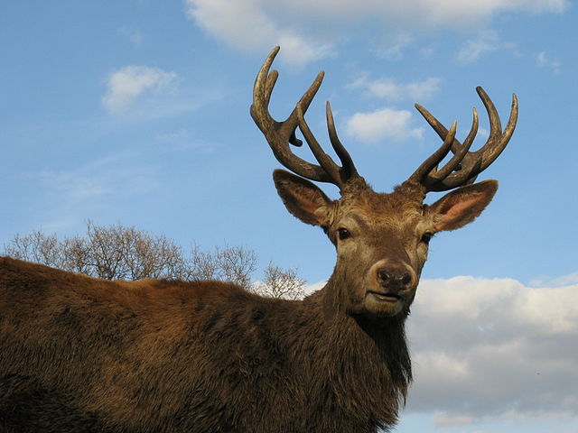 File:Red Deer Stag Wollaton Park.JPG