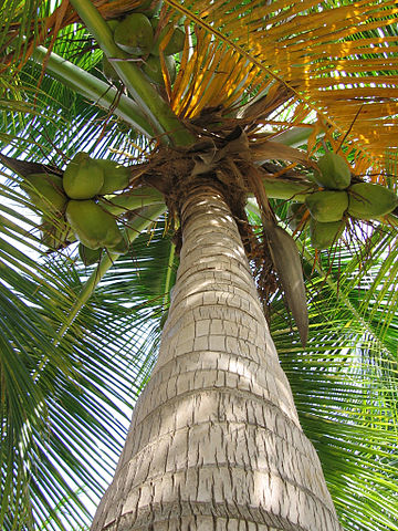 File:Palmtree Curacao.jpg