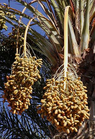 File:Dates on date palm.jpg