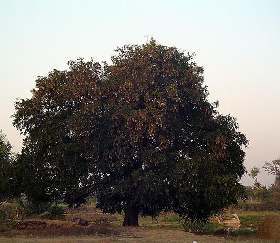 File:Tamarind tree.jpg