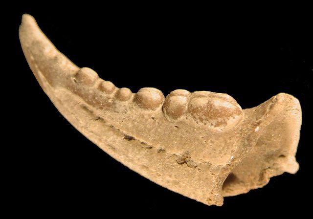 File:Carcinus maenas - Eemian crab borehole Bergen Netherlands.jpg