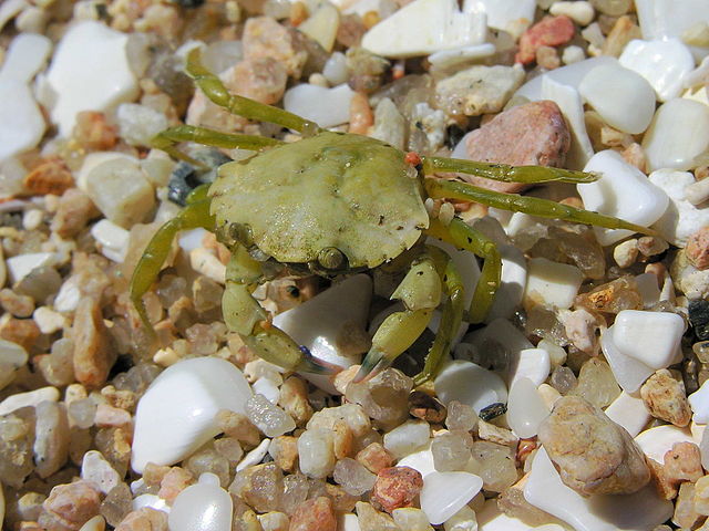 File:Crab Cangrexo 66eue.jpg
