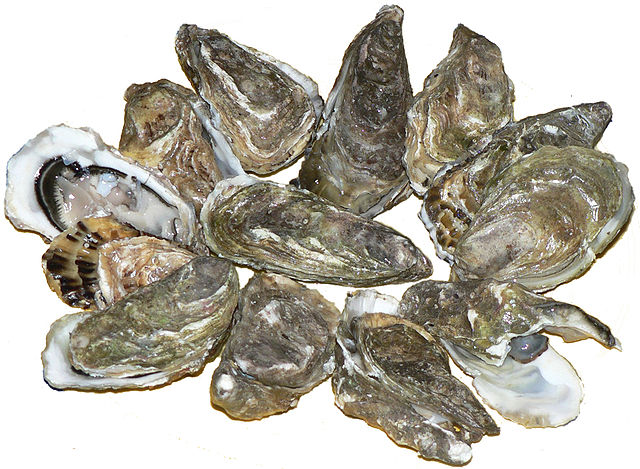 File:Pacific oysters 01 .jpg