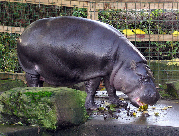 File:Bristol.zoo.pygmy.hippo.arp.jpg