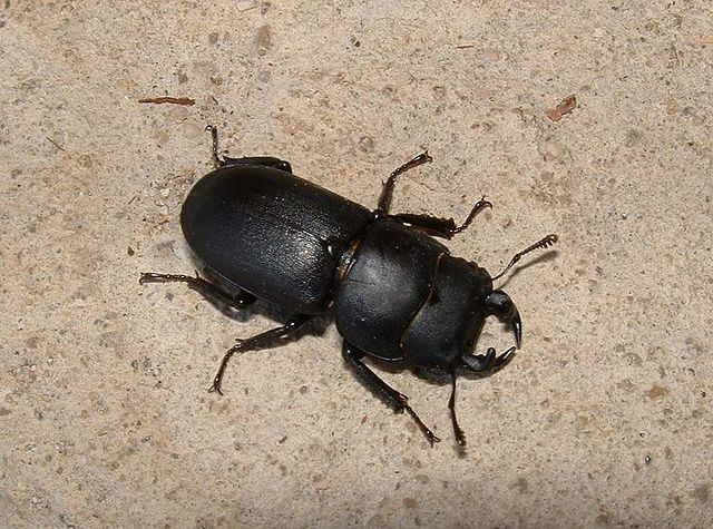 File:Dorcus parallelipipedus02.jpg