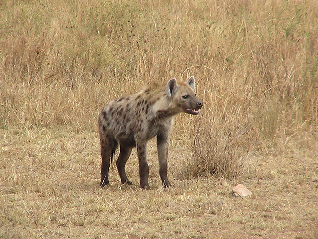 File:HyenaTanzania.JPG