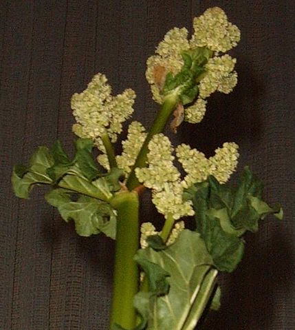 File:Rhubarb flower.JPG