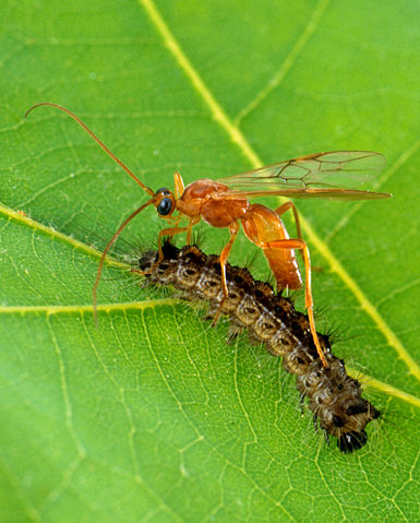 File:Aleiodes indiscretus wasp parasitizing gypsy moth caterpillar.jpg