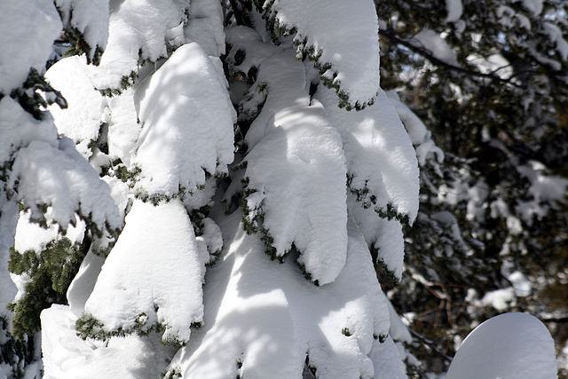 File:Tree covered with snow.jpg