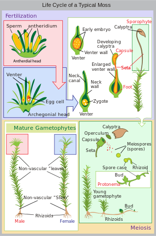 File:Lifecycle moss svg diagram.svg