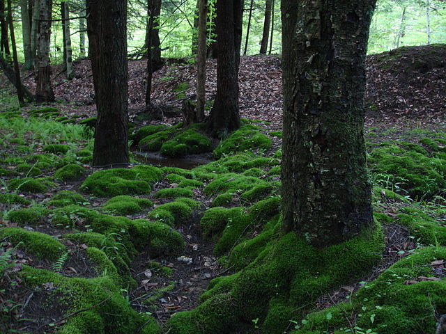 File:Tionesta-ac-moss2.jpg