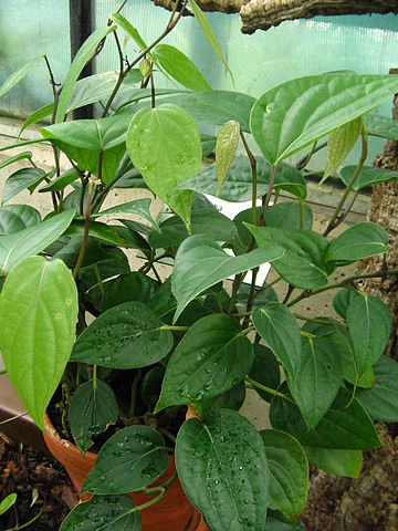 File:Piper cubeba muda.jpg