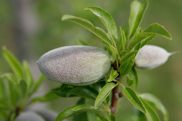 File:Unripe almond on tree.jpg